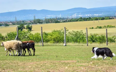 Border Collie - Leclway 