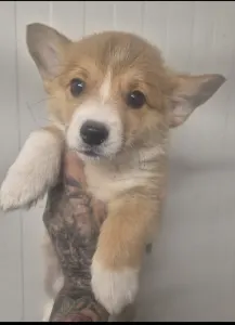 Pembroke Welsh Corgi - Josi