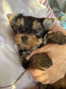 Yorkshire Terrier - Kira