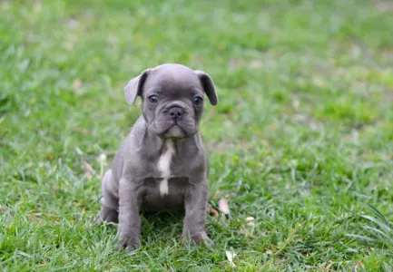 Bouledogue français - Madeleine 