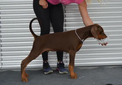 Dobermann - Flavito