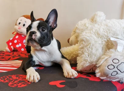 Boston Terrier - Wide Wings Black