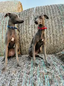 Olasz agár - Libero Lieto Italian Greyhound Kennel
