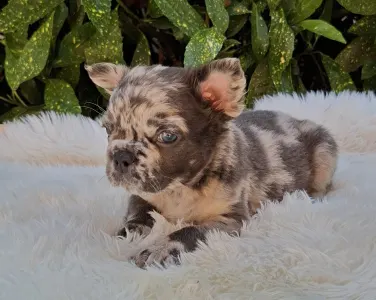 Französische Bulldogge - Max