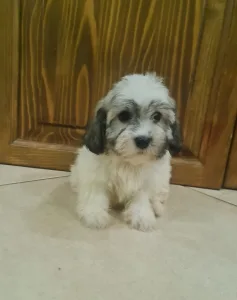 Havanese - Tina