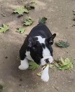 Boston Terrier - Indi