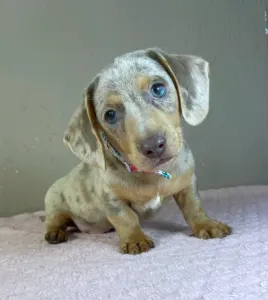 Dachshund - Lucas