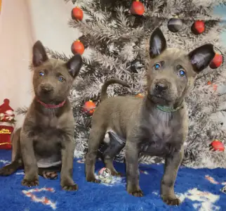 Thai Ridgeback - Bailey Wild-romance Of Chiang Exotic Wolfs