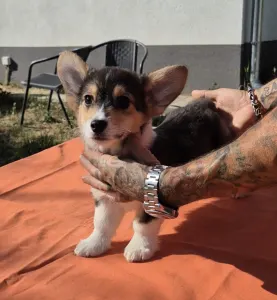 Welsh Corgi Pembroke - Tri