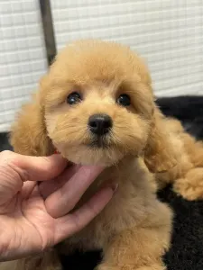 Карликовый пудель - Zsivaj