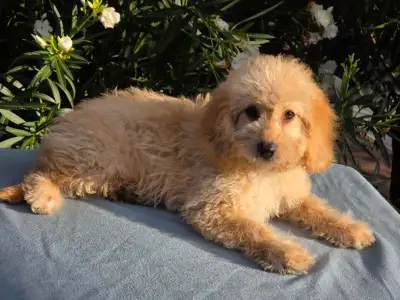 Cavapoo - Frakk