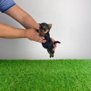 Yorkshire Terrier - Klex