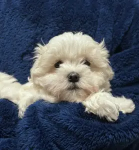 Máltai selyemkutya - White Silk Danny