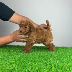 Poodle Miniature - Sandy