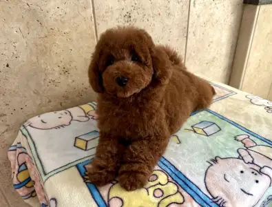 Pudeli de jucarie si pitici - Enzo