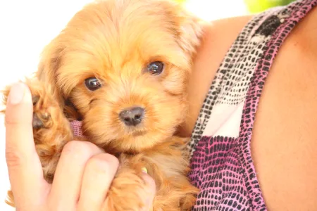 Cavapoo - Britney