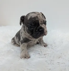 Bulldog francese - John