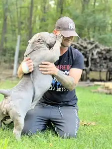 Amerikai Bully - Pocket - M. Platinum Dogs