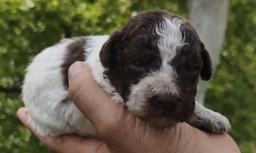 Romagna Water Dog - D-the Royal Town Of Bobovac