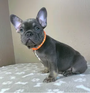 Buldog francuski - Liza