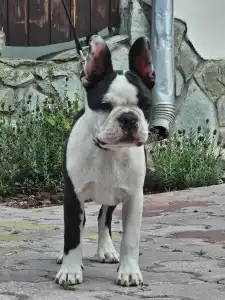 Boston Terrier - Victorias Grande Enzo