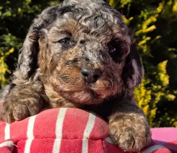Cavapoo - Céline
