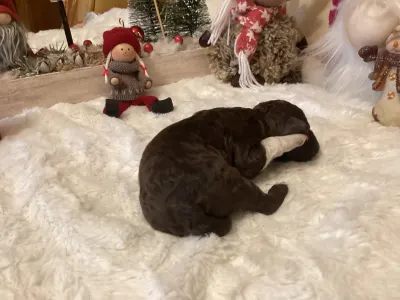 Romagna Water Dog - Bubu