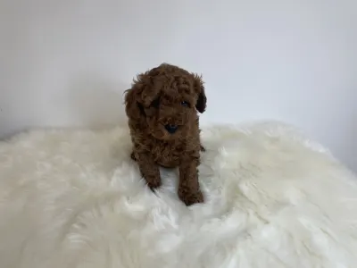 Poodle Miniature - Oscar