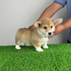 Pembroke Welsh Corgi - Ripley
