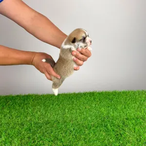 Welsh Corgi Pembroke - Zillo