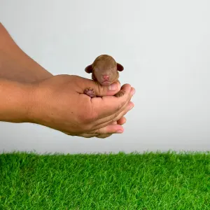 Caniche Toy - Xell