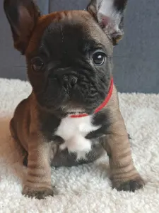 French Bulldog - Elza