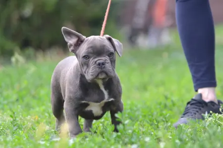 Französische Bulldogge - Magnus