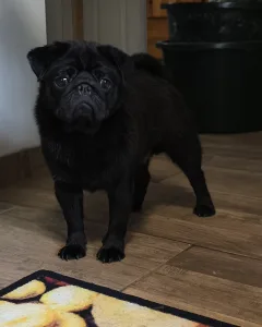 Mopsz - Szent Főnix- Bergi Ilay