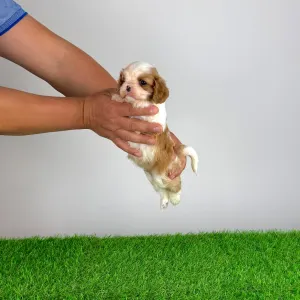 Cavalier King Charles Spaniel - Karosso