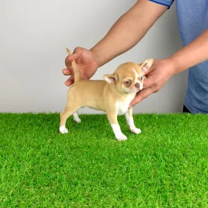 Chihuahua - Zimba 