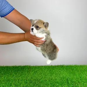 Welsh Corgi Pembroke - Cosima