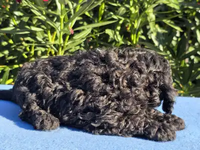 Cavapoo - Darkchoco Drake