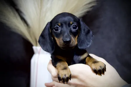 Dackel - Golden Design Hug Me Stongly 