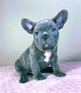 French Bulldog - Mark