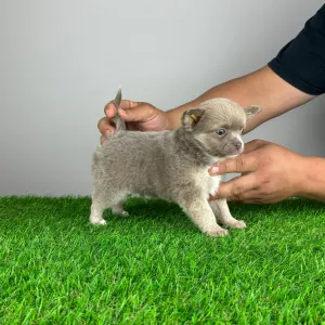 Chihuahua - Potty