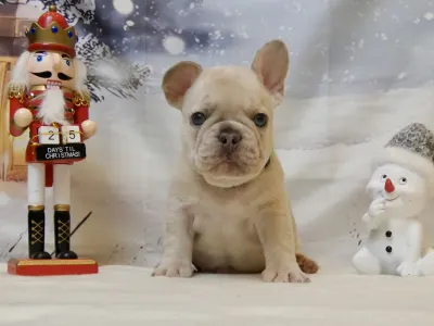 Bouledogue français - Simba