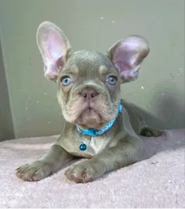 Buldog francuski - Enzo