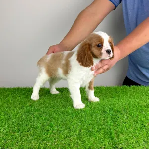 Cavalier King Charles Spaniel - Felicy