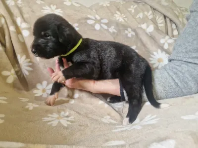 Irish Wolfhound - Brooklyn