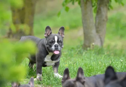 Französische Bulldogge - Elza