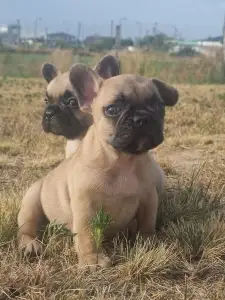 Francia bulldog - Hank