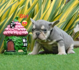 French Bulldog - Lara 