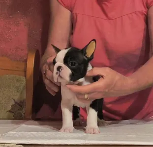 Boston Terrier - Medy