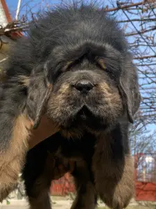 Tibetan Mastiff - Atlas